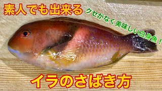 素人でも出来るイラのさばき方【刺身　湯霜造り　姿造り】