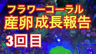 産卵したフラワーコーラル  子株の成長 3回目  海水水槽  ツツマルハナサンゴ