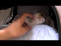 くるねこ大和　20150507　胡桃ちゃん223g