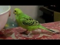 文鳥動画 桜文鳥 u0026白文鳥 u0026セキセイインコ