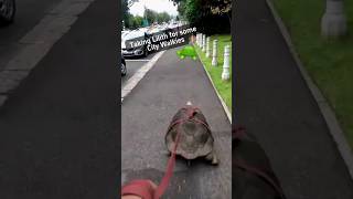 Funny turtle #funny #funnyanimal #funnyshorts #animals #fyp #pets #foryou