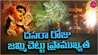 దసరా రోజు జమ్మిచెట్టు ప్రాముఖ్యత | Facts About JammiChettu | Vijayadashami |Dussehra | Suvarna Media