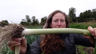 Growing and harvesting leeks