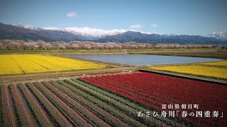 あさひ舟川「春の四重奏」Asahi Funagawa “Spring Quartet”