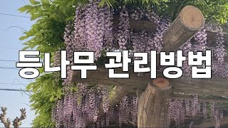 등나무 가지치기.등나무 꽃많이 피게 하는법,등나무 병충해 방제,등나무 여름철 순치기 하는 방법