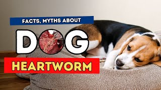 Heartworm: Facts, Myths and Natural Treatments