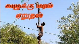 வழுக்கு மரம் ஏறுதல் , பொங்கல் 2019 ,Tamil