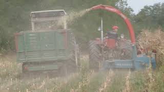 Siliranje kukuruza, sezona 2017 - Suša uništila (Silage corn drying) Brezovica (Ub)