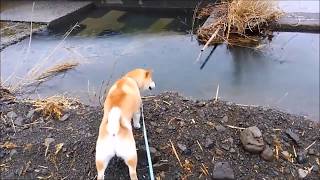 柴犬小次郎、河原で雨に