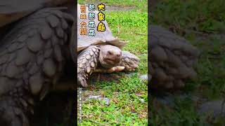 大象龜-胃口大開吃東西--憨憨萌萌超可愛#shorts #Elephant tortoise-big appetite to eat-cute and cute