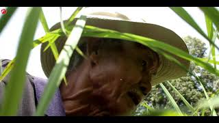 Tradisi berladang Suku Dayak || ritual agar padi subur