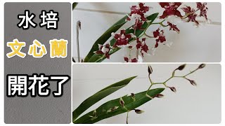 水培文心蘭開花了，養好心蘭祇需一個小技巧25/1/2023