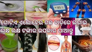 ଗୋଟିଏ ଗଛ ପାଆନ୍ତୁ ଲକ୍ଷ ଲକ୍ଷ ଟଙ୍କା ର ଉପକାର | Aloevera benifits in odia,tuma sanga beauty tips,ଗୋରାହେବା