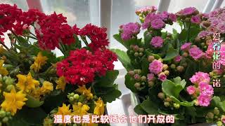 长寿花的“花苞”迟迟不肯开放，该怎么解决呢？