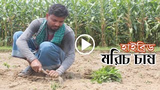 হাইব্রিড মরিচ চাষ পদ্ধতি ।Hybrid pepper cultivation।। KRISHEBD