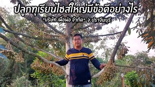 ปลูกทุเรียนไซส์ใหญ่มีข้อดีอย่างไร โตไว..ได้กินผลเร็ว \