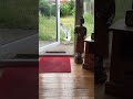 impy the wild seagull comes in house for hotdogs