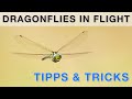 How to photograph dragonflies in flight - tutorial