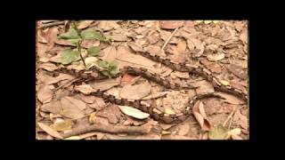 Deadly but docile Gaboon Viper babies, Released 19 November 2018