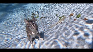 A Dead Rat just hanging out in my pool \