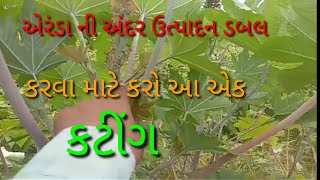 એરંડા ની અંદર કરો આ એક કટીંગ ઉત્પાદન ડબલ આવશે/divela ni ander Karo aa ek kating utpadan double malse