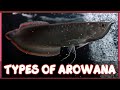 Types of Arowana Fish