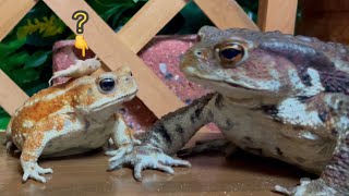 glare at each other 🐸 (Frog & Toad & Salamander) summary