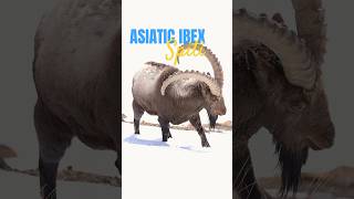 Asiatic Ibex | Spiti Valley Snow Leopard Expedition | 4K Video | Wild Wonders Expeditions