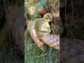 ciuperci hribi frumoși. caloboletus calopus necomestibil ciuperci mushrooms toxic