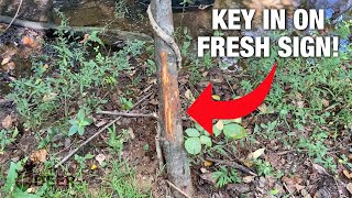 The Importance of In-Season Deer Scouting