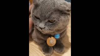 kittens meowing to attract cats #viral #youtubeshorts #funny #shortvideo #shorts #short #shortsviral