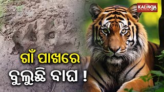 Tiger killed bull in Ganjam’s Hirapoli village, sparks panic among residents || Kalinga TV