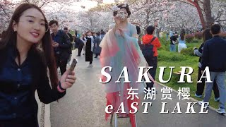 武汉东湖赏樱花 Watch Sakura at east lake Wuhan