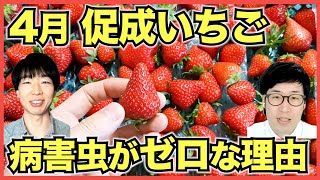 【いちご促成栽培】4月は化学農薬なしでうどんこ病とアブラムシがゼロだけどほしうららは巨大化【UV-Bとアブラバチ】