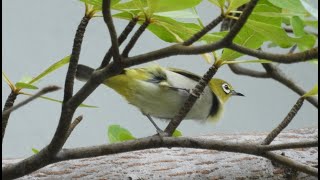 Swinhoe’s White-eye 暗绿绣眼鸟