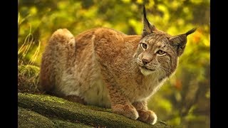 Harz: Land of the Lynx