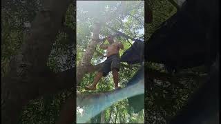 Enjoy climbing the mango tree #shorts #nature #naturelovers