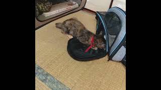 幸運を呼ぶ鍵しっぽのサビ猫