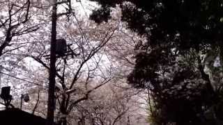 御殿山の桜がハラハラ