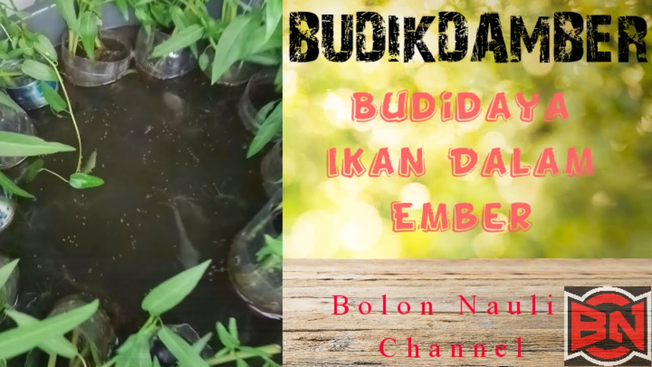 Sangat Mudah..!! Budidaya Ikan Dalam Ember (BUDIKDAMBER) - YouTube