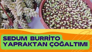 Sukulent Sedum Burrito , Sukulent Sedum Bakımı , Yapraktan Çoğaltma