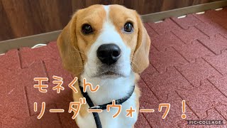 【犬の幼稚園】紫竹山店⭐️モネくん リーダーウォーク！⭐️