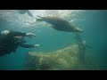 Captain Scuba diving expierence with Sea Lions at Isla Espíritu Santo Baja California Sur Mexico