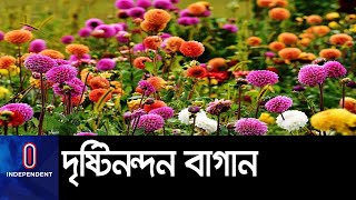 মহাসড়কের পাশে এখন শোভা পাচ্ছে নানা জাতের ফুলসহ বনজ গাছ || Pabna