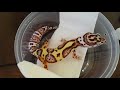 leopard gecko unboxing white and yellow bold snow bell and tangerine bell