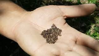 How to grow acacia(kikar) tree from seeds.