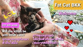 Ep.3 การดูแลลูกแมวตัวใหม่เข้าบ้าน|How to Take a New Kitten into the House?