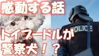 トイプードルの警察犬　殺処分寸前に保護「訓練が大好き」 相互登録 【感動する話】【涙腺崩壊】