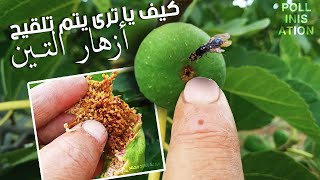 تلقيح اشجار التين | FIG TREE POLLINISATION