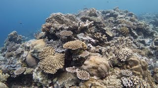 Palau Coral: Glimmer of Hope